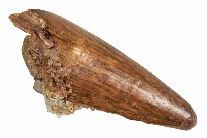 Cretaceous Fossil Crocodile Tooth - Morocco #215431